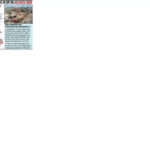 Demarcation of koliwadas in DP a pre-election outreach to fishing community, say experts | Mumbai News