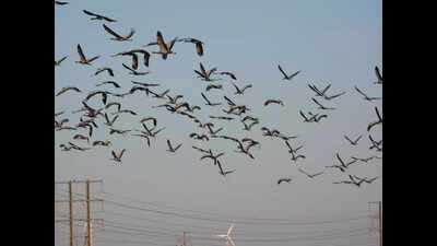 Demoiselle Cranes flock to Jaisalmer before schedule after good monsoon