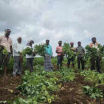 Heavy rain and pest attack threaten harvest in Belagavi