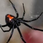 Extreme attempt to ‘get high’: Woman injects black widow venom and ends up in ICU