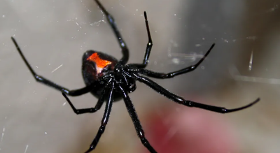 Extreme attempt to ‘get high’: Woman injects black widow venom and ends up in ICU