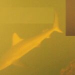 Scientists baffled as sharks found swimming inside one of world’s most active underwater volcanoes