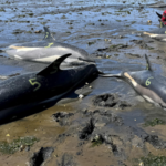 53 dolphins stranded in just two days in Massachusetts due to receding tides, now rescuers have safely returned 19 to the sea