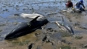 53 dolphins stranded in just two days in Massachusetts due to receding tides, now rescuers have safely returned 19 to the sea