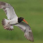 American oystercatchers were largely wiped out in New England: After a $10 million conservation push across 16 states, their numbers rose 45% along US coasts