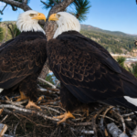 Bald eagle couple Jackie and Shadow's viral livestream raised $10 million to save their California forest home from luxury development