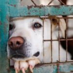 California woman who ran fake animal rescue left dogs to die in a hot car; freed by court without bail