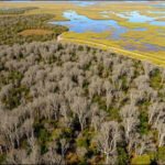 The Australian tree dropped from aeroplanes over Florida's Everglades that spread across nearly 500,000 acres