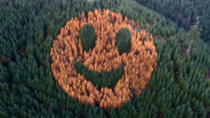 Every autumn, an ordinary Oregon forest suddenly starts smiling after foresters in 2011 planted western larch trees in a secret pattern among thousands of Douglas firs