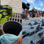 Florida firefighters spotted something moving inside a storm drain during a routine call. It was 14 baby sea turtles, and they rescued every one before returning them to the ocean