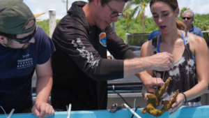 Florida scientists bring endangered elkhorn coral ashore fearing another heatwave could drive it to extinction