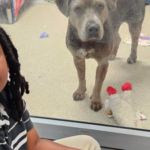 Meet Nehemiah Turner: The 11-year-old Florida boy who spent more than 100 hours reading to shelter animals and changed countless lives by helping anxious pets find forever homes