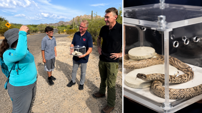 Retired police officer discovers an exceptionally rare white rattlesnake in Arizona, “once-in-a-lifetime” find
