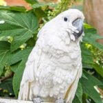 A Virginia cockatoo spent about 10 years blind before surgery restored his sight; he became a therapy bird and raised a record $33,674 to win Pet of the Year