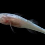<b>Scientists discover a new eyeless cavefish genus hidden for decades inside one of America's most closely monitored caves</b>