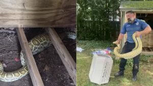 8-foot Burmese python found under a New Jersey family’s shed with a swollen belly, X-ray reveals its shocking last meal