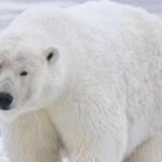 A polar bear destroyed almost an entire seabird colony in Alaska; scientists say changing food habits may explain why