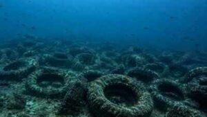 Florida dumped millions of tyres into the ocean to build a reef. More than 50 years later, it is still cleaning them up