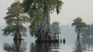 Virginia installed 46 water-control structures across 150 miles of old drainage ditches to re-wet a swamp; restored peat now traps 200,000 metric tons of carbon a year
