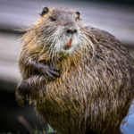 In 2024, a beaver returned to a California creek after 19 years and began cutting down aspen trees beside a man-made dam