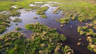 Louisiana created 1,170 acres of new wetlands in Barataria Basin; one year later, shrimp and crabs are returning to the restored habitat