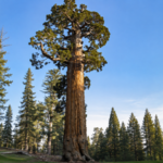 Meet the General Grant Tree: The world's second-largest tree that became America's only living National Shrine