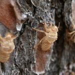 Mississippi’s termite swarms are here, and a single treatment can cost up to $1,750