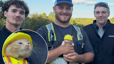 Ohio construction workers found a kitten trapped inside an excavator; now she has her own hard hat and a job working with them