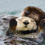 Washington family receives $350,000 after a river otter dragged their toddler underwater and attacked the child’s mother