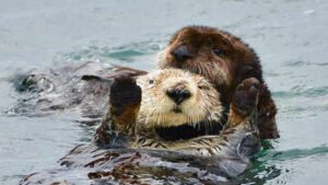 Washington family receives $350,000 after a river otter dragged their toddler underwater and attacked the child’s mother