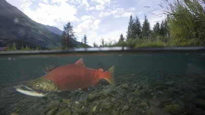 In 2006, Alaska began rebuilding a creek damaged by decades of gold mining; the first restored stretch was followed by a six-fold rise in salmon runs