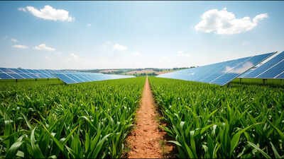 A Colorado farmer put 3,276 solar panels over his crops, and the shade created cooler conditions for heat-sensitive plants
