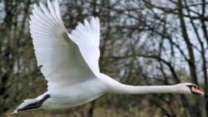 In 1962, five pet mute swans escaped in Maryland; within four decades their descendants neared 4,000 and were eating 10.5 million pounds of Chesapeake Bay grasses a year