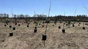 A 112-acre New Jersey restoration project is planting about 50,000 native trees and shrubs, creating vernal pools and rebuilding Raritan River floodplain habitat