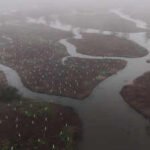 In 2026, volunteers began planting 30,000 trees to rebuild the wetland forest that once shielded New Orleans from storms