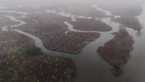 In 2026, volunteers began planting 30,000 trees to rebuild the wetland forest that once shielded New Orleans from storms