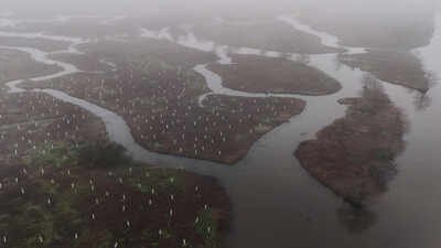 In 2026, volunteers began planting 30,000 trees to rebuild the wetland forest that once shielded New Orleans from storms