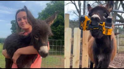 Georgia police officer who killed 1-year-old donkey HeeHaw says the miniature donkey charged at him; owner says 'he was my kid'