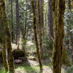 A New Jersey couple spent more than 40 years protecting their 90-acre property from development; after ultimately giving away the entire estate, the land is now a free public preserve with a 201-year-old tree
