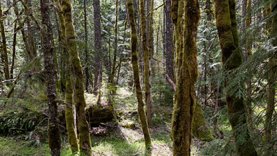 A New Jersey couple spent more than 40 years protecting their 90-acre property from development; after ultimately giving away the entire estate, the land is now a free public preserve with a 201-year-old tree