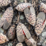 A Toledo woman's neighbour has a tree of heaven covered in spotted lanternflies, leaving her driveway, car and patio covered in bugs and sticky sap