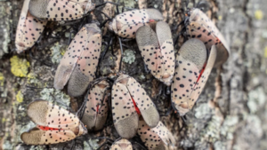 A Toledo woman's neighbour has a tree of heaven covered in spotted lanternflies, leaving her driveway, car and patio covered in bugs and sticky sap