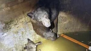 Hikers heard ‘howling’ from a California water tank; rescuers found a mother bear and her cubs trapped inside and spent hours freeing them