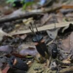 A ‘devil flower’ with no leaves, no branches, no green part has been discovered in a Thai forest, scientists say its bizarre appearance is hiding an even stranger secret