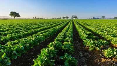 A North Florida family permanently protected 816.46 acres with a $2.665 million easement; farming can continue while the land stays undeveloped inside a 1.6-million-acre wildlife corridor