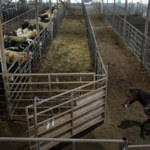 In 1959, Sebastian Scirpo started a Connecticut livestock auction in a rented chicken coop and made $7 on his first commission; 67 years later, his daughters run the state's last remaining sale barn