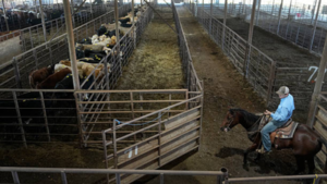 In 1959, Sebastian Scirpo started a Connecticut livestock auction in a rented chicken coop and made $7 on his first commission; 67 years later, his daughters run the state's last remaining sale barn