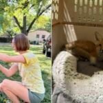 At 78, Nashville songwriter Jerry Vandiver spends hundreds of volunteer hours trapping foxes sick with mange; the wildlife rescue he supports has already treated more than 60 foxes this year