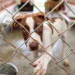 In 2017, June Thomas started rescuing ‘rez dogs’ from her home in Manitoba; after surveying 200 homes and helping sterilise 65+ animals, she has now opened an on-reserve shelter