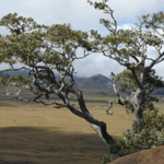 Scientists planted 150,650 native koa trees on Hawaii’s abandoned pasture, but 20 years later endangered birds were moving into the young forest